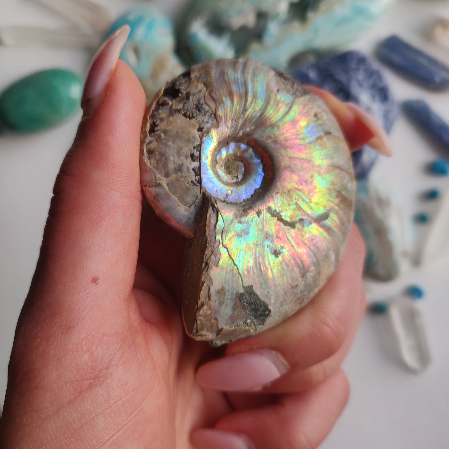 Ammonite, Opalized Ammonite (#15) - Simply Affinity