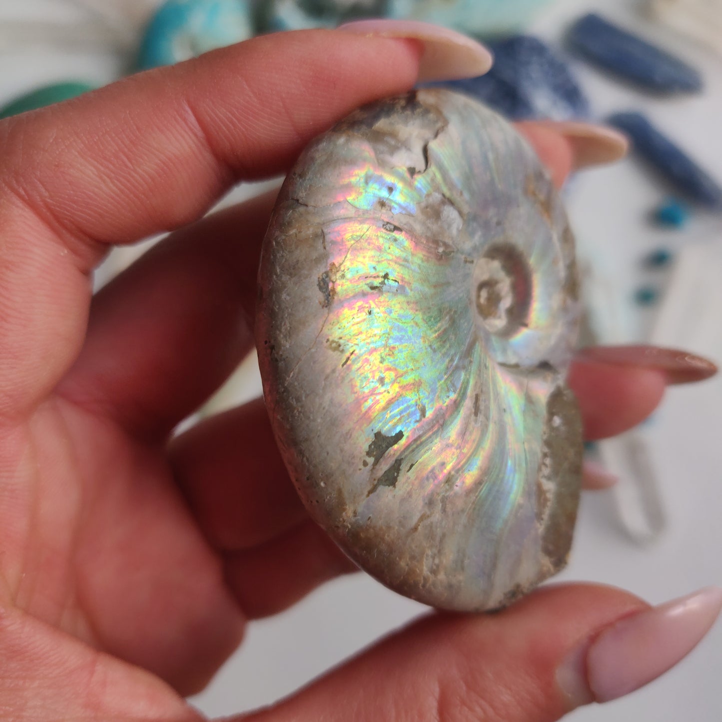Ammonite, Opalized Ammonite (#15) - Simply Affinity