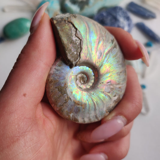 Ammonite, Opalized Ammonite (#15) - Simply Affinity