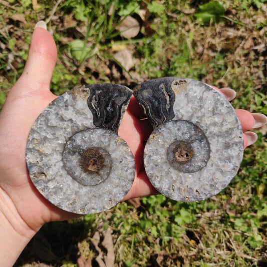 Black Ammonite Pair (#1C) - Simply Affinity