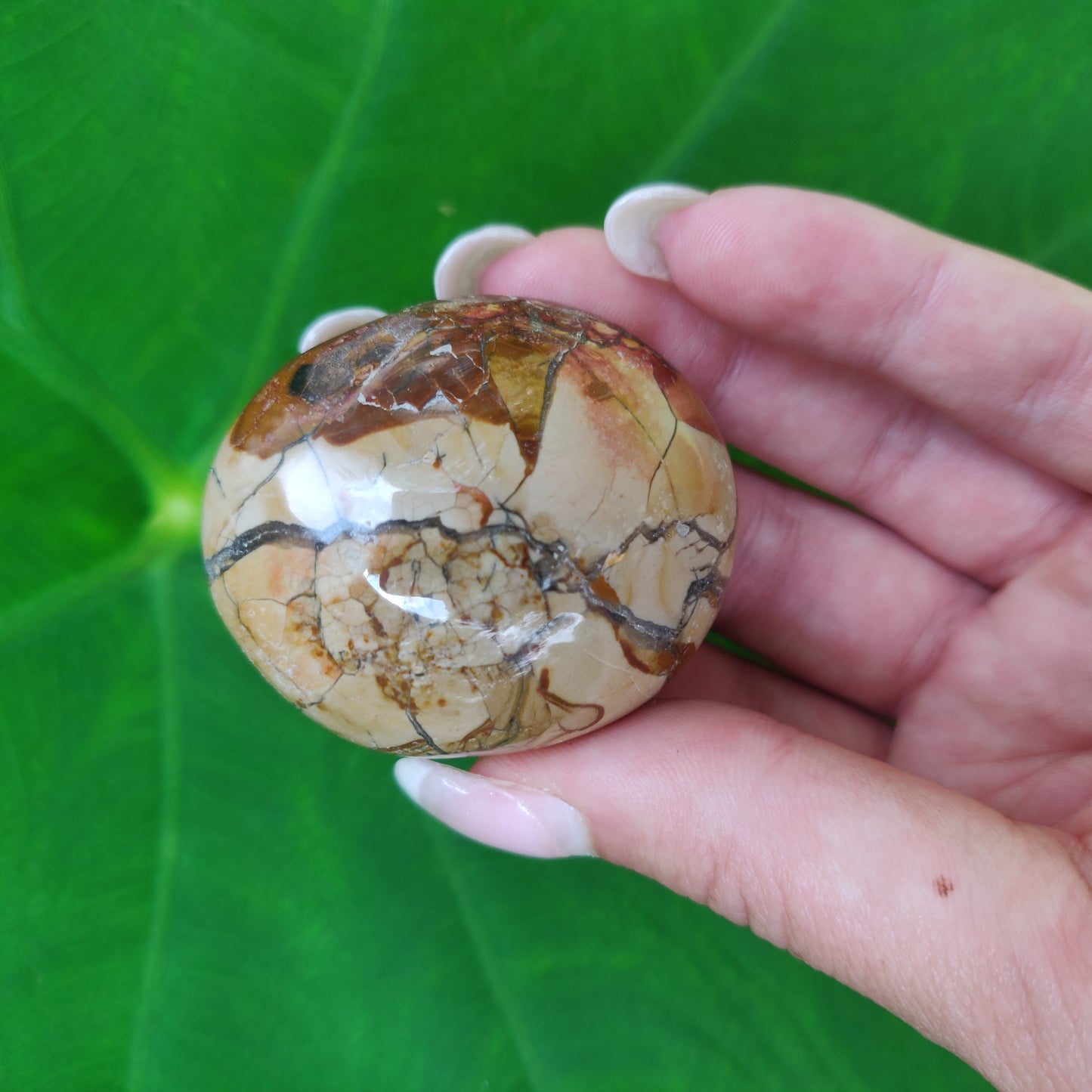 Ibis Jasper Palm Stone (#A2)