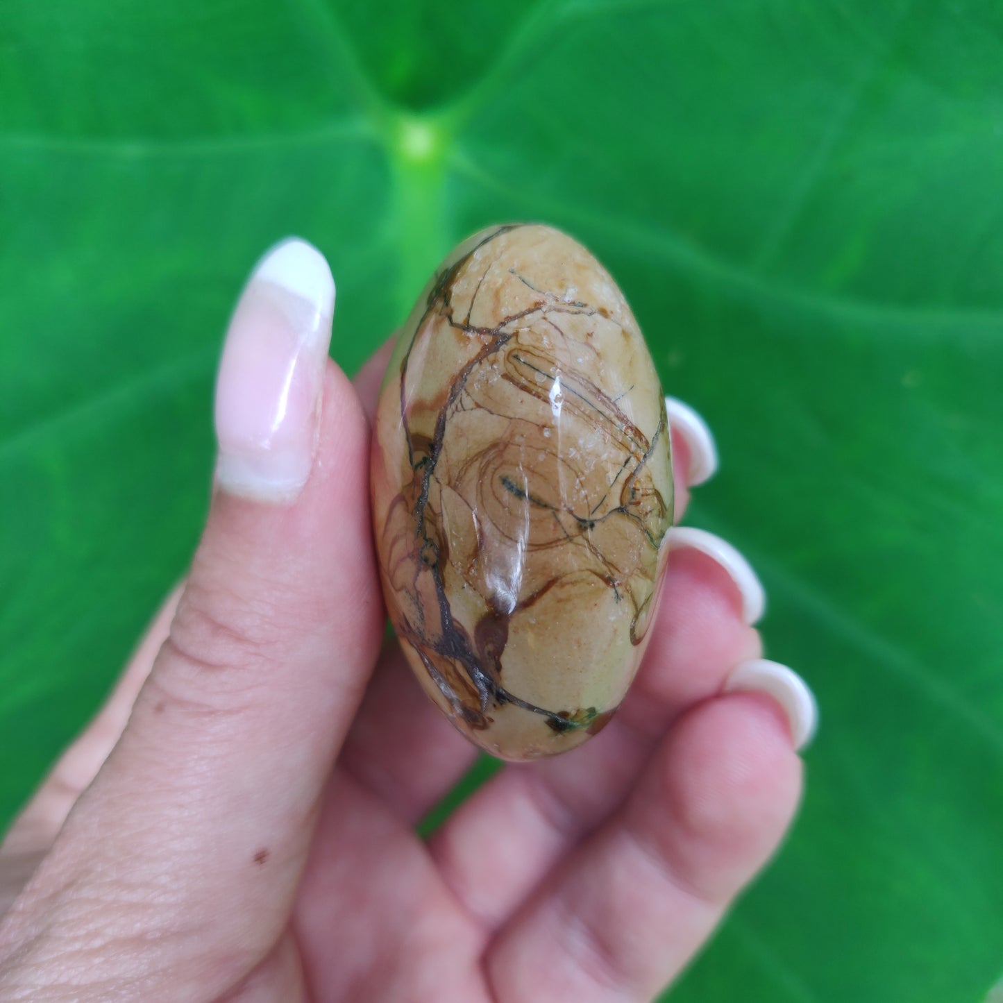 Ibis Jasper Palm Stone (#A2)