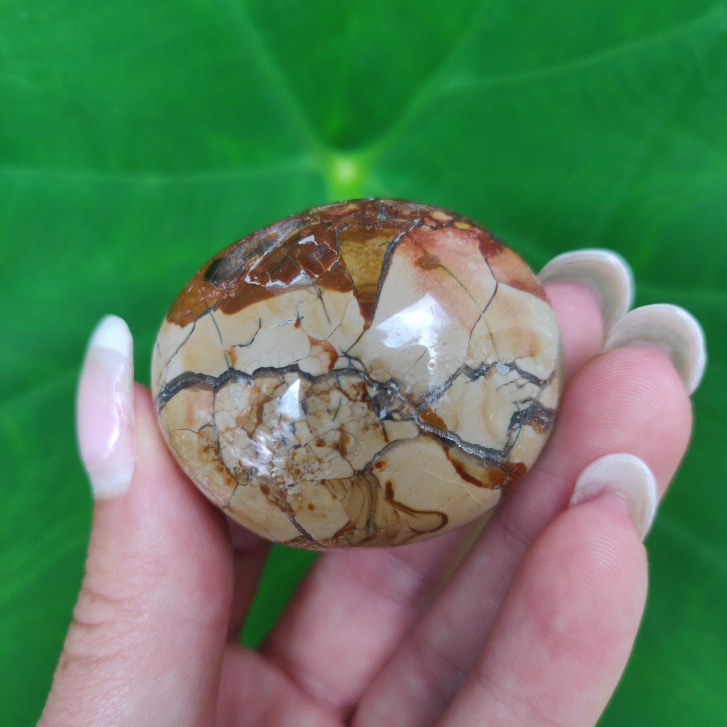 Ibis Jasper Palm Stone (#A2)