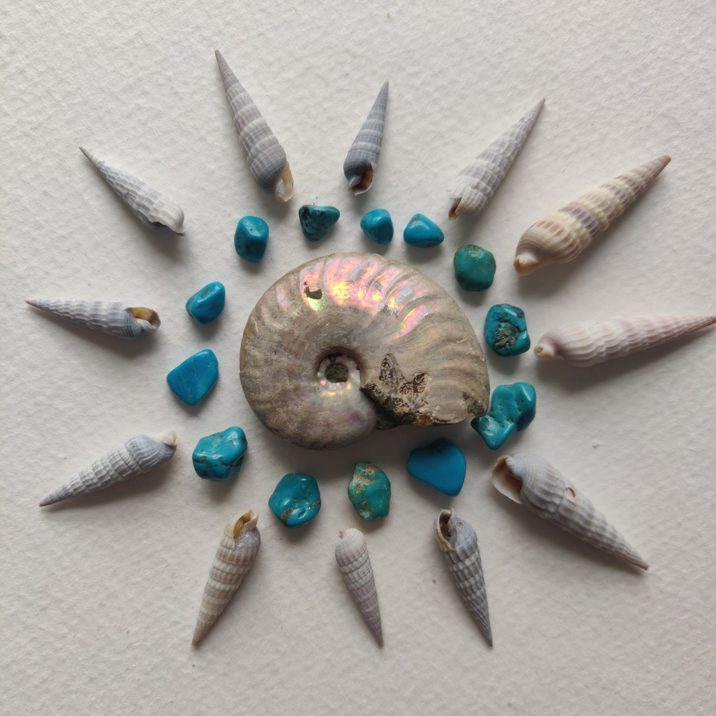 Small Opalized Ammonite (#19) - Simply Affinity