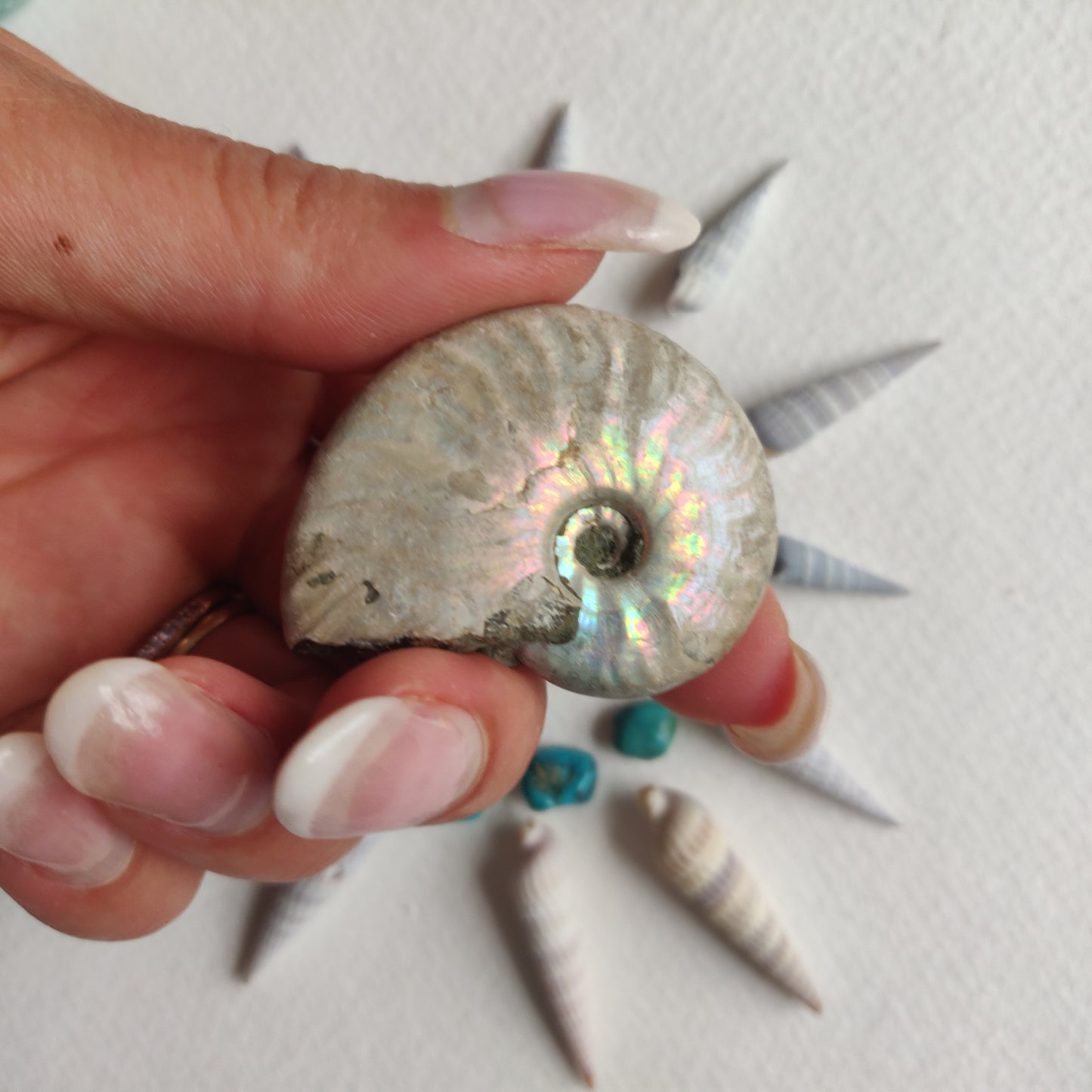 Small Opalized Ammonite (#19) - Simply Affinity