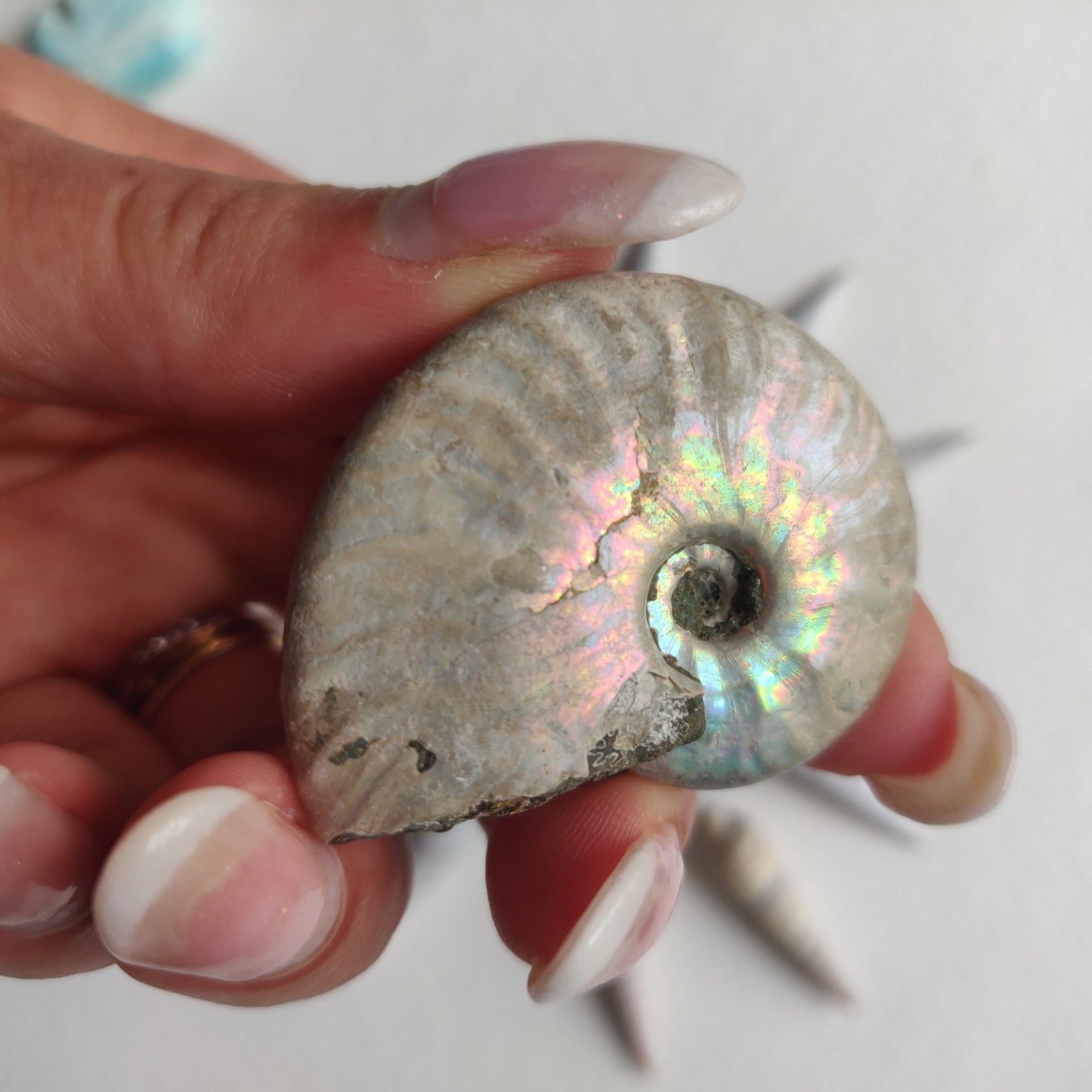Small Opalized Ammonite (#19) - Simply Affinity