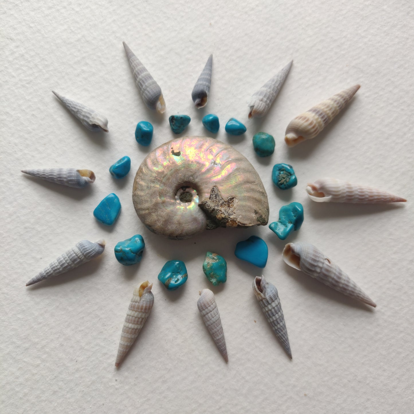 Small Opalized Ammonite (#19) - Simply Affinity