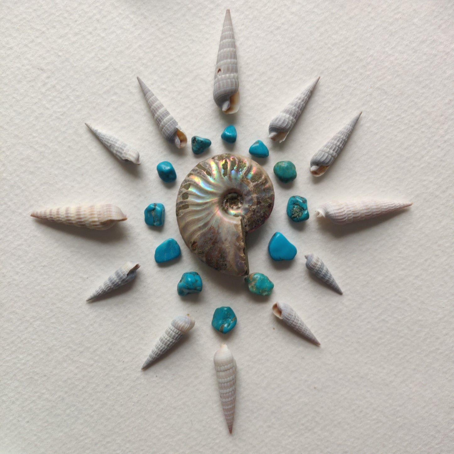 Small Opalized Ammonite (#20) - Simply Affinity