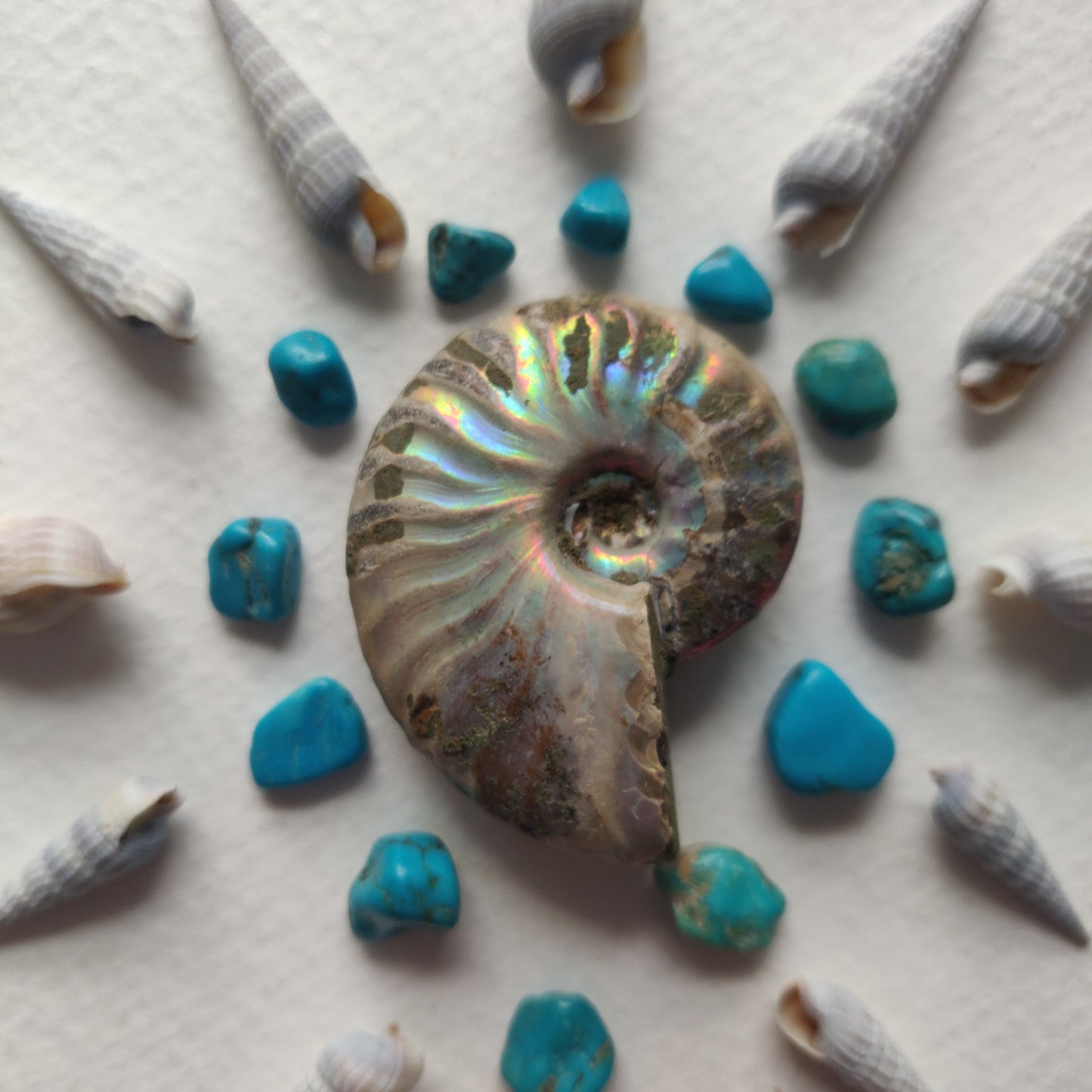 Small Opalized Ammonite (#20) - Simply Affinity