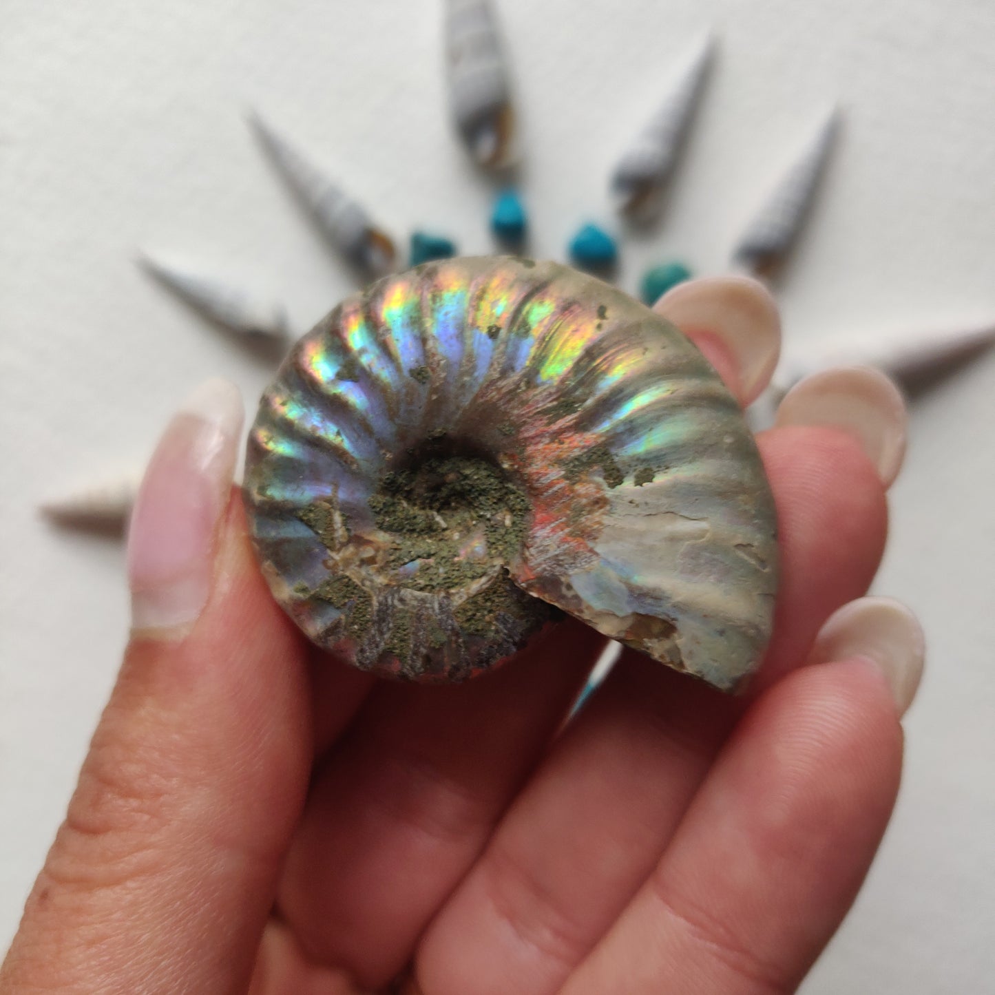 Small Opalized Ammonite (#20) - Simply Affinity