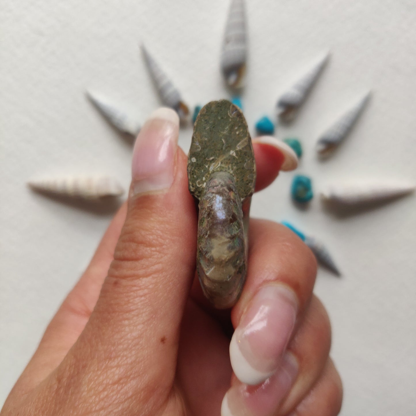 Small Opalized Ammonite (#20) - Simply Affinity