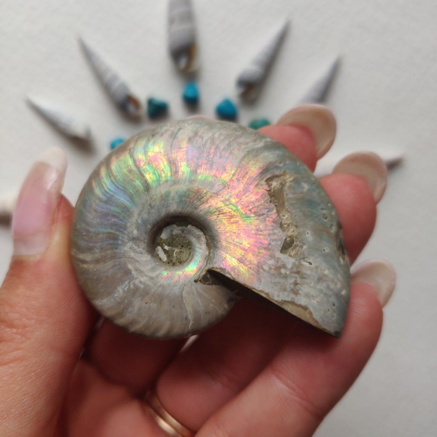 Small Opalized Ammonite (#24) - Simply Affinity