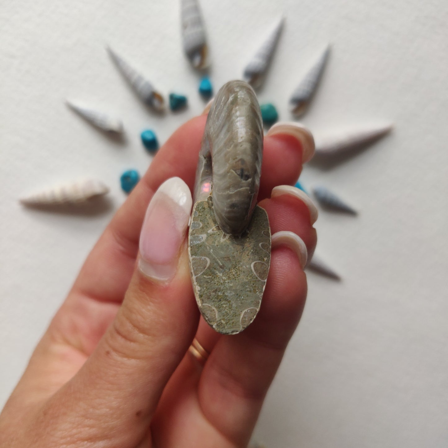 Small Opalized Ammonite (#24) - Simply Affinity