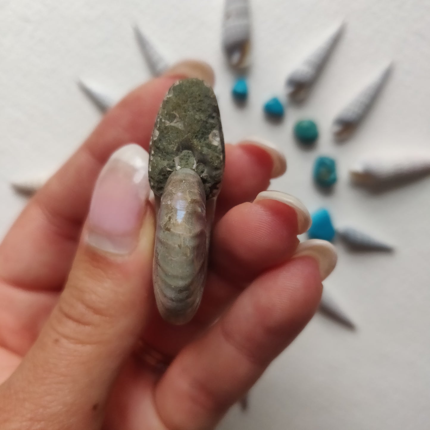Small Opalized Ammonite (#28) - Simply Affinity