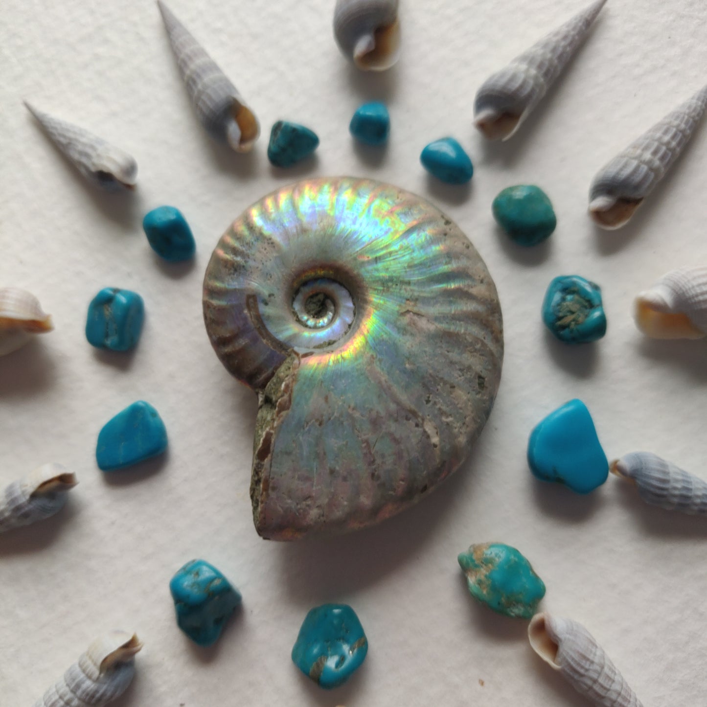 Small Opalized Ammonite (#28) - Simply Affinity