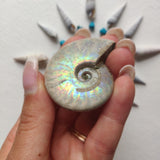 Small Opalized Ammonite (#29) - Simply Affinity