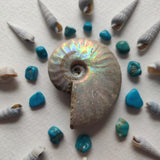 Small Opalized Ammonite (#29) - Simply Affinity