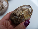 Petrified Wood Palm Stone (#4)