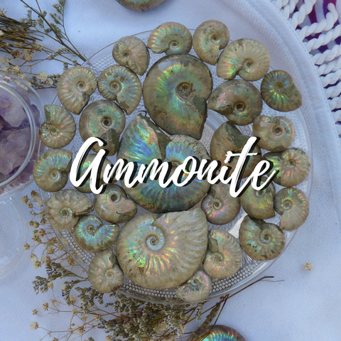 Ammonite Collection from Simply Affinity, Opalized Ammonites