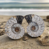 Black Ammonite Pair (#1C)