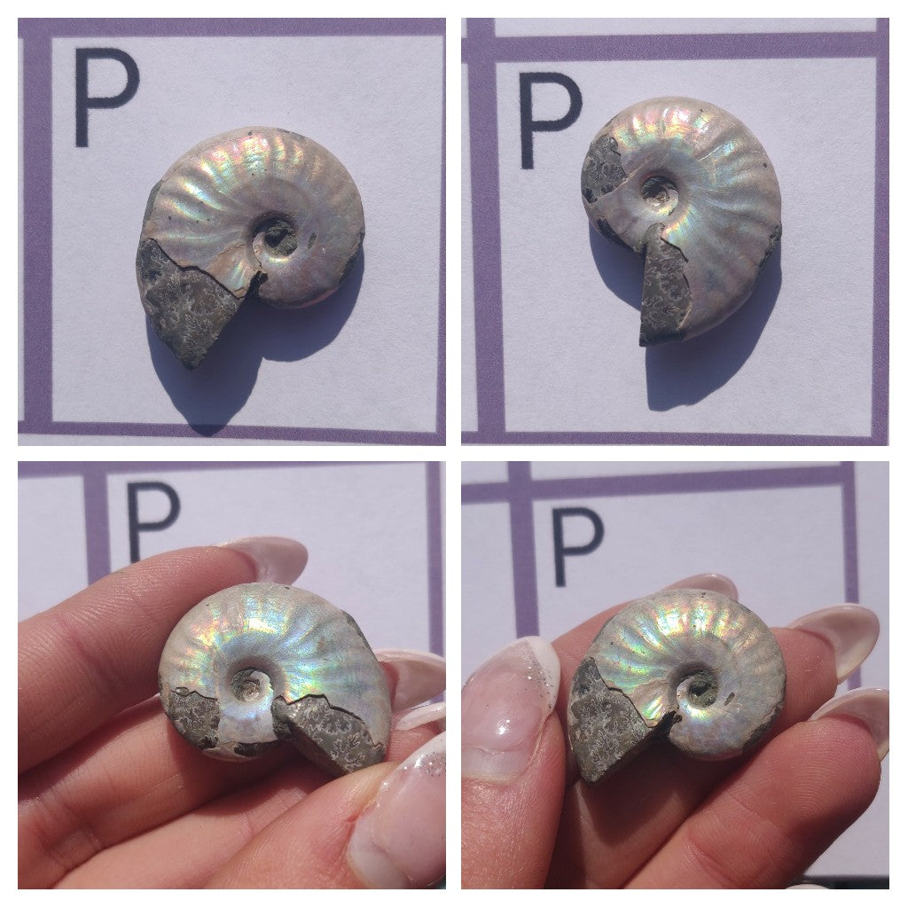 Mini Opalized Ammonites - Choose your Favorites - Simply Affinity