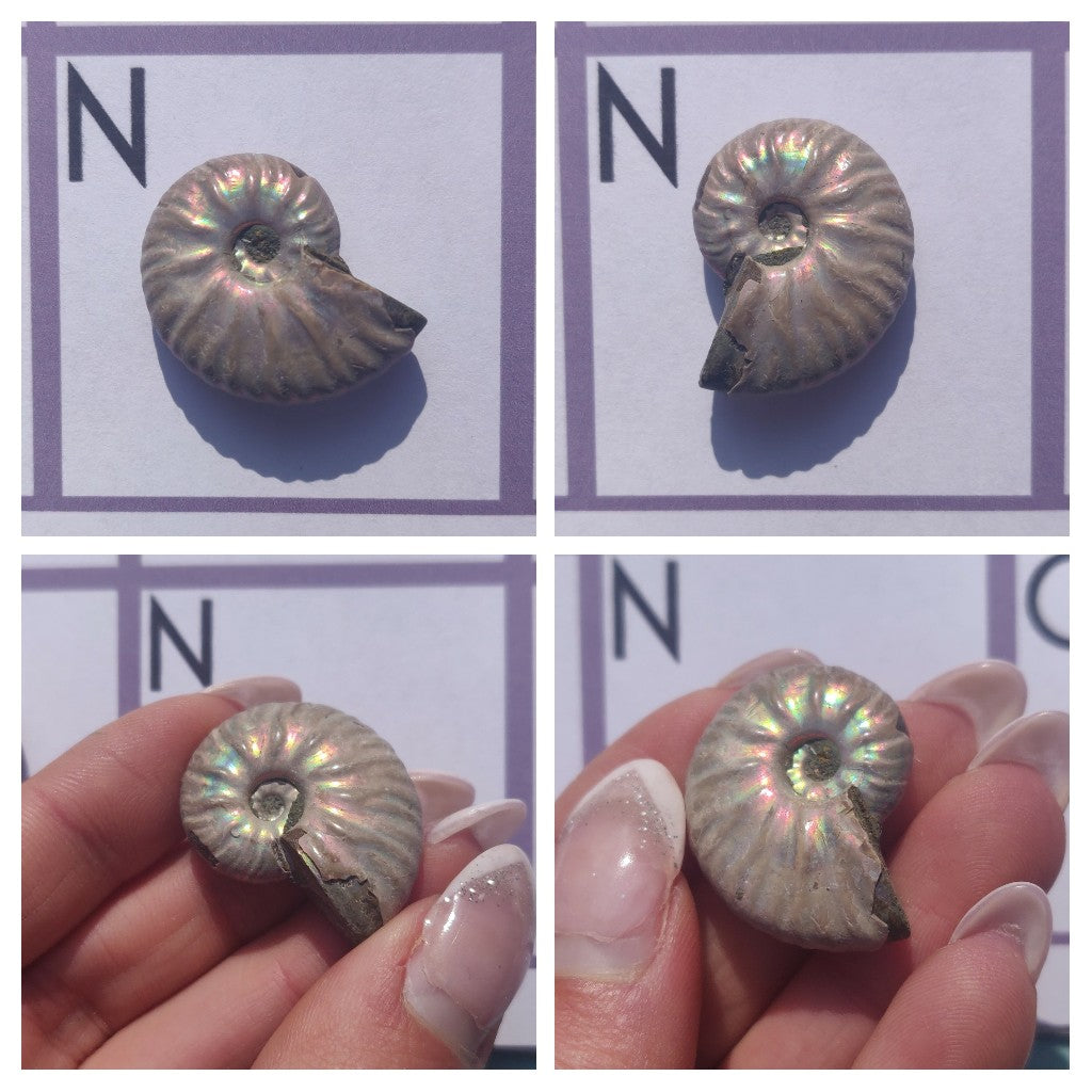 Mini Opalized Ammonites - Choose your Favorites - Simply Affinity