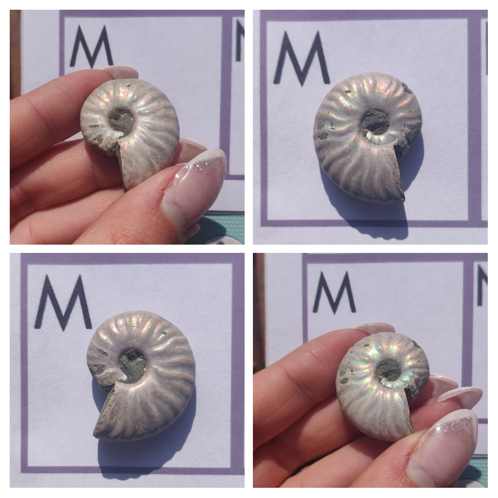 Mini Opalized Ammonites - Choose your Favorites - Simply Affinity