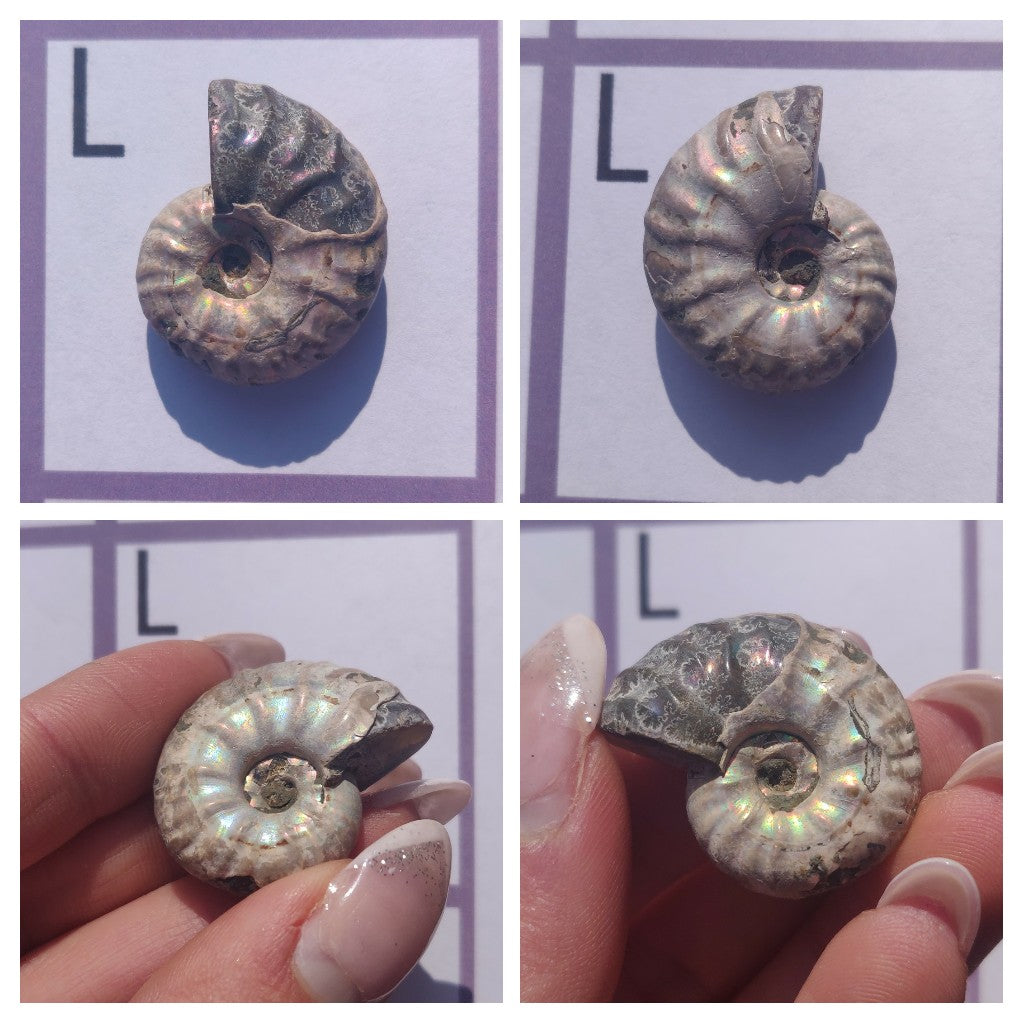 Mini Opalized Ammonites - Choose your Favorites - Simply Affinity
