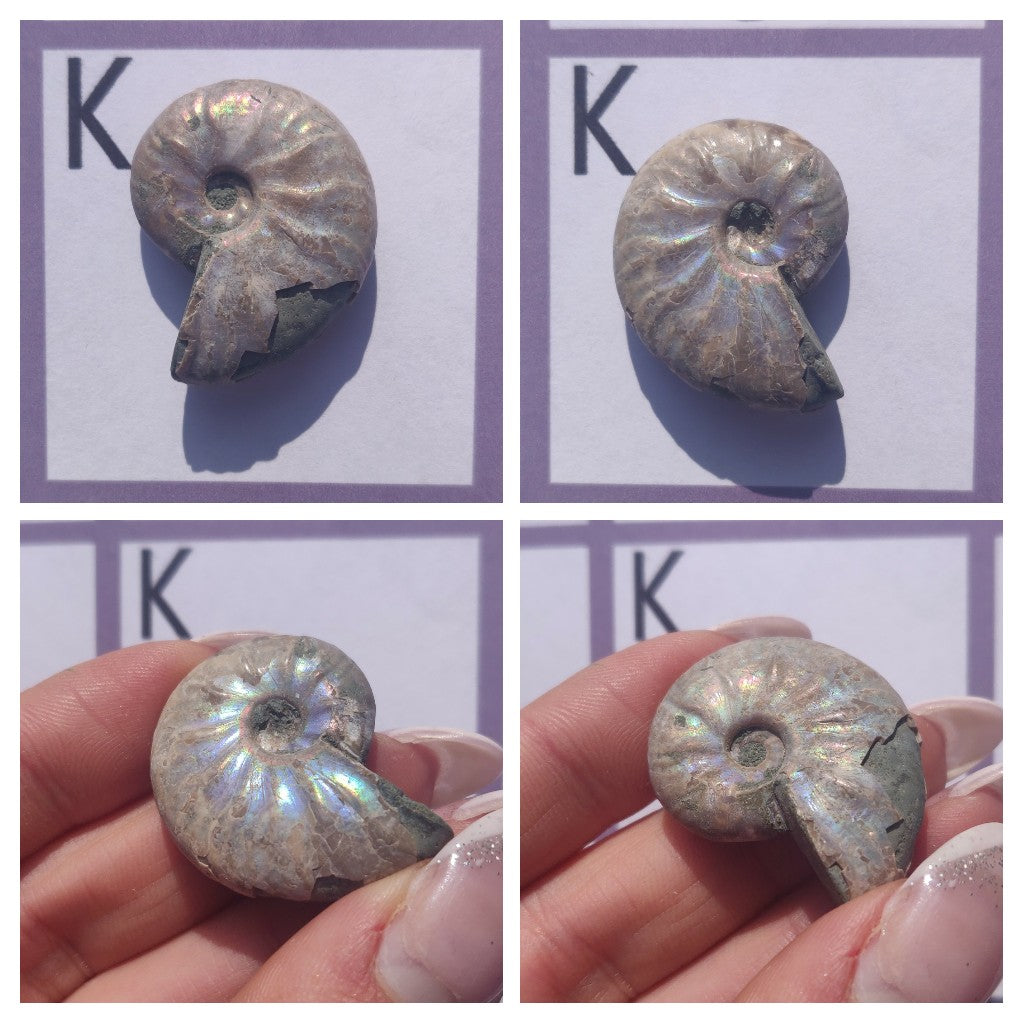 Mini Opalized Ammonites - Choose your Favorites - Simply Affinity