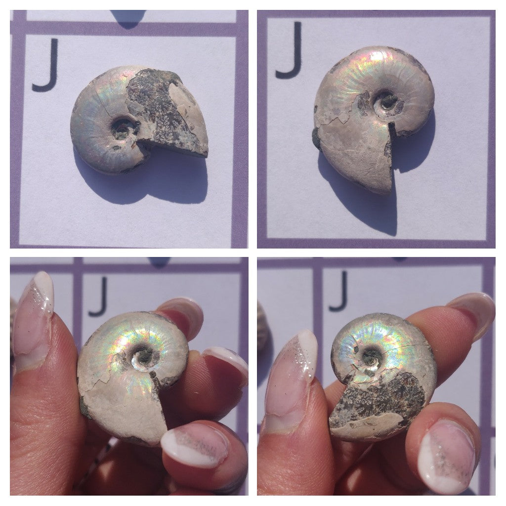 Mini Opalized Ammonites - Choose your Favorites - Simply Affinity