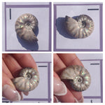 Mini Opalized Ammonites - Choose your Favorites - Simply Affinity