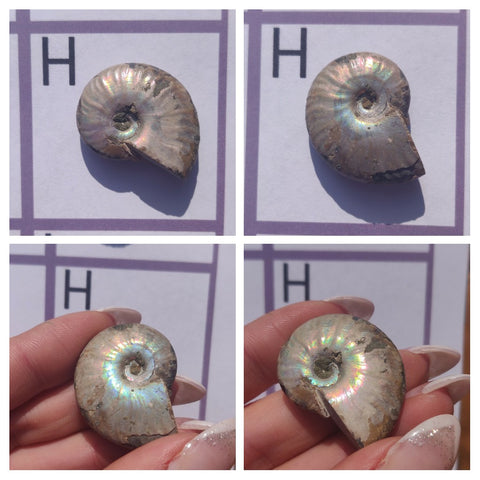 Mini Opalized Ammonites - Choose your Favorites - Simply Affinity
