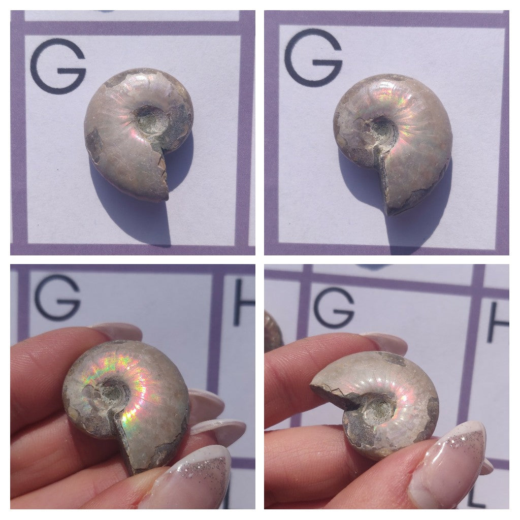 Mini Opalized Ammonites - Choose your Favorites - Simply Affinity