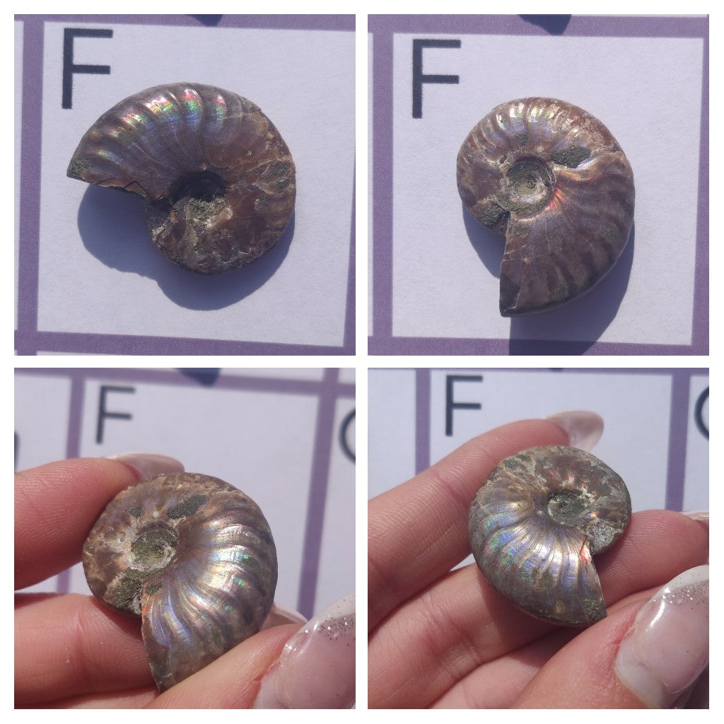 Mini Opalized Ammonites - Choose your Favorites - Simply Affinity