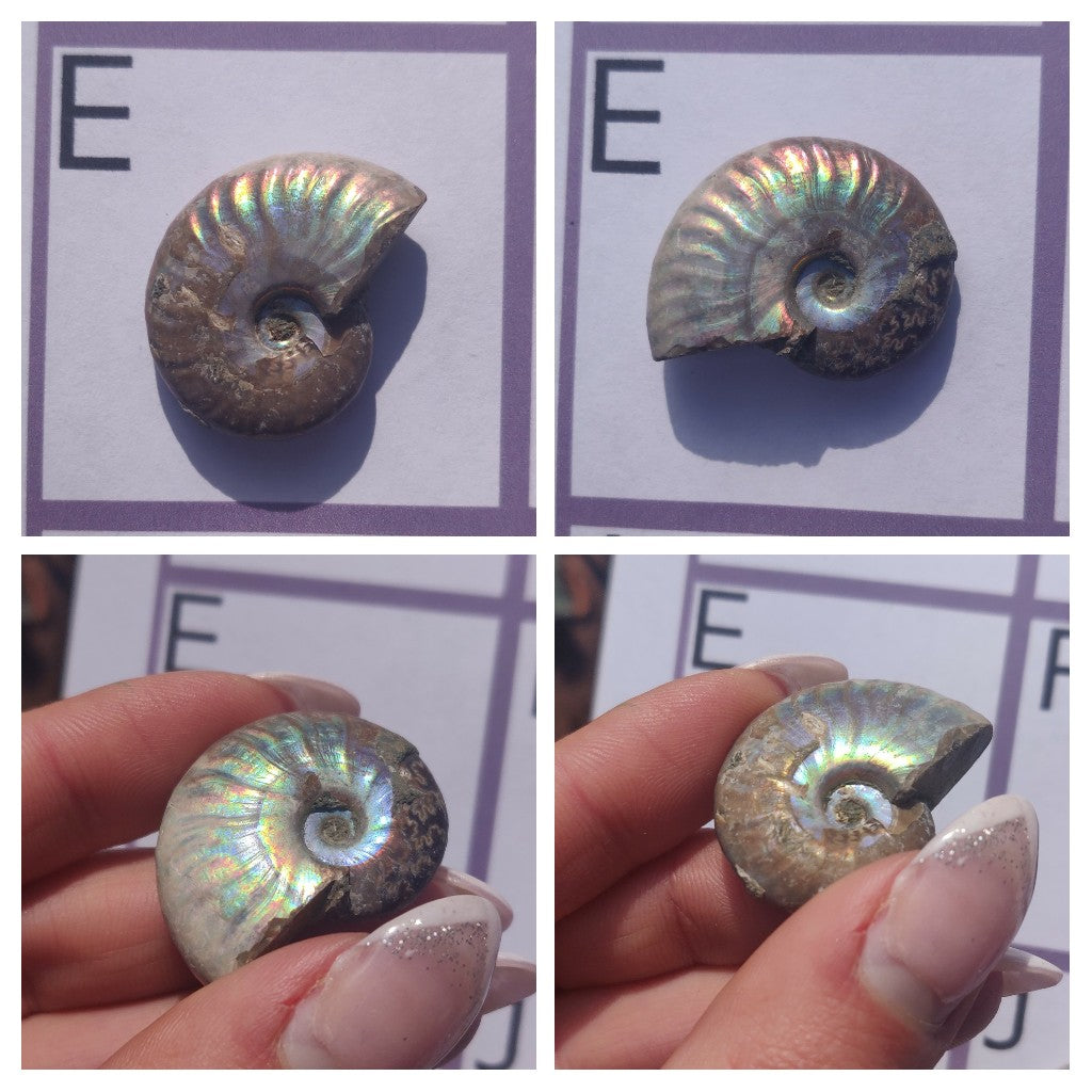 Mini Opalized Ammonites - Choose your Favorites - Simply Affinity