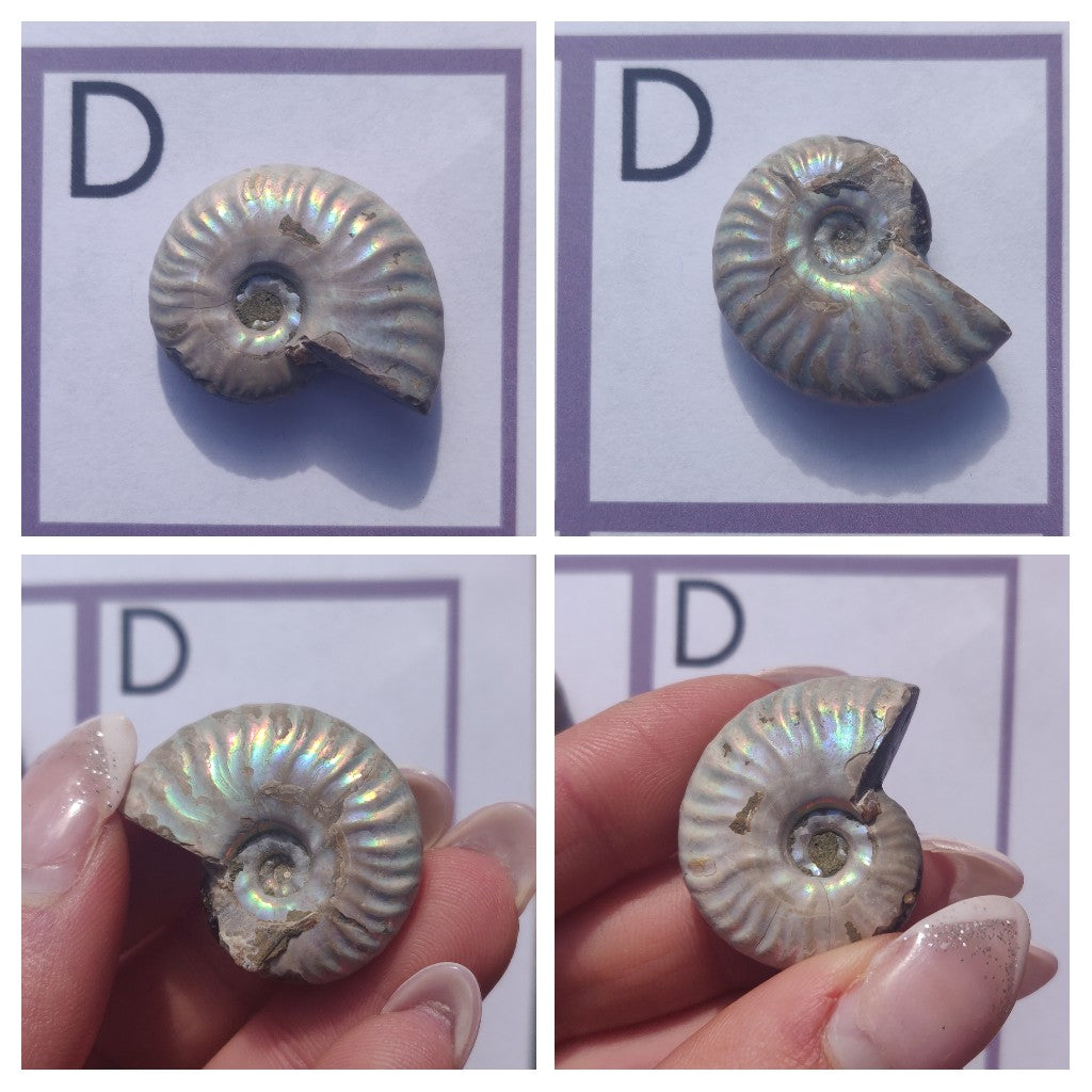 Mini Opalized Ammonites - Choose your Favorites - Simply Affinity