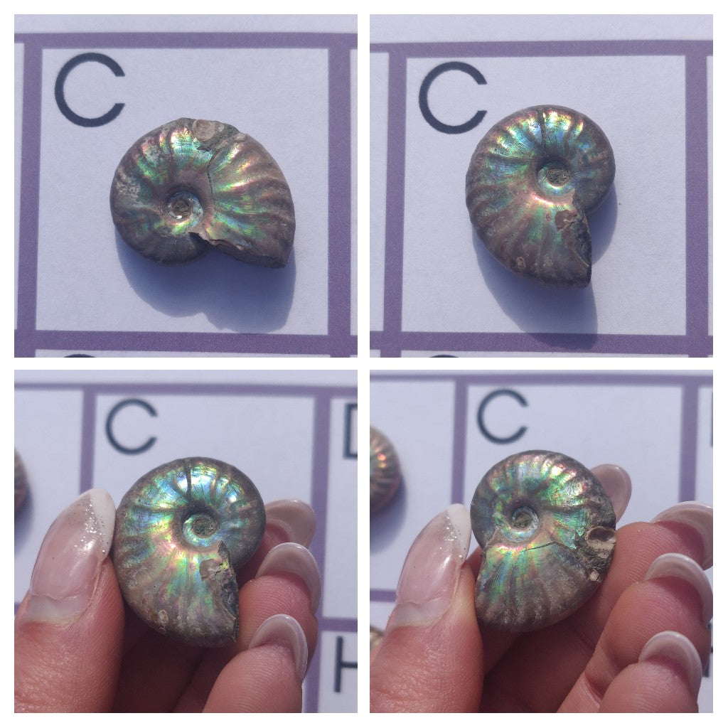 Mini Opalized Ammonites - Choose your Favorites - Simply Affinity