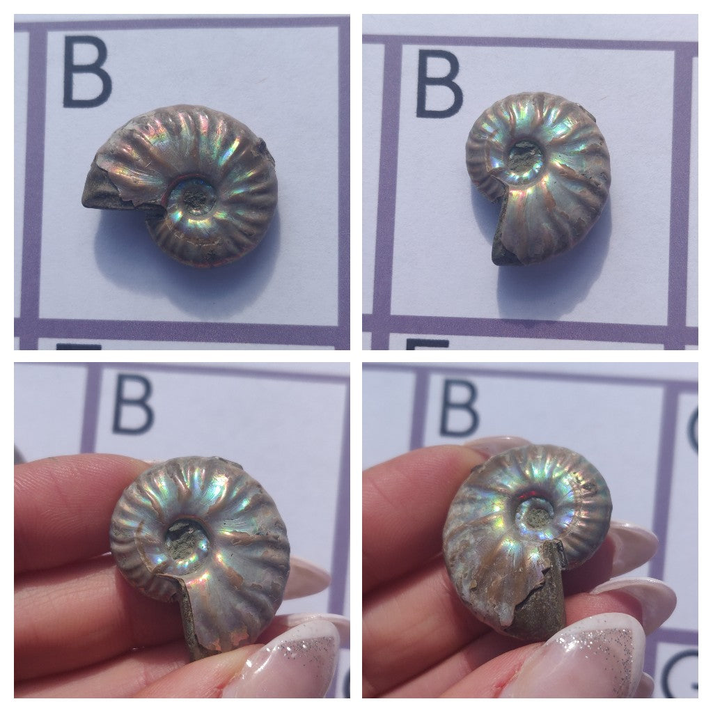 Mini Opalized Ammonites - Choose your Favorites - Simply Affinity