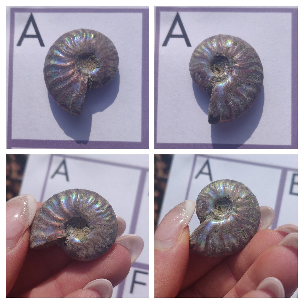 Mini Opalized Ammonites - Choose your Favorites - Simply Affinity