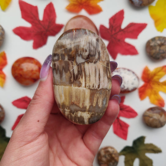 Petrified Wood Palm Stone (#4)