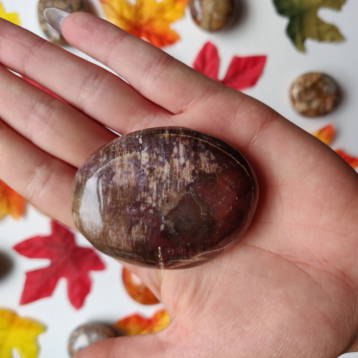 Petrified Wood Palm Stone (#A2)