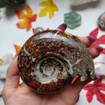 Fully Sutured Chambered Ammonite (#A1)