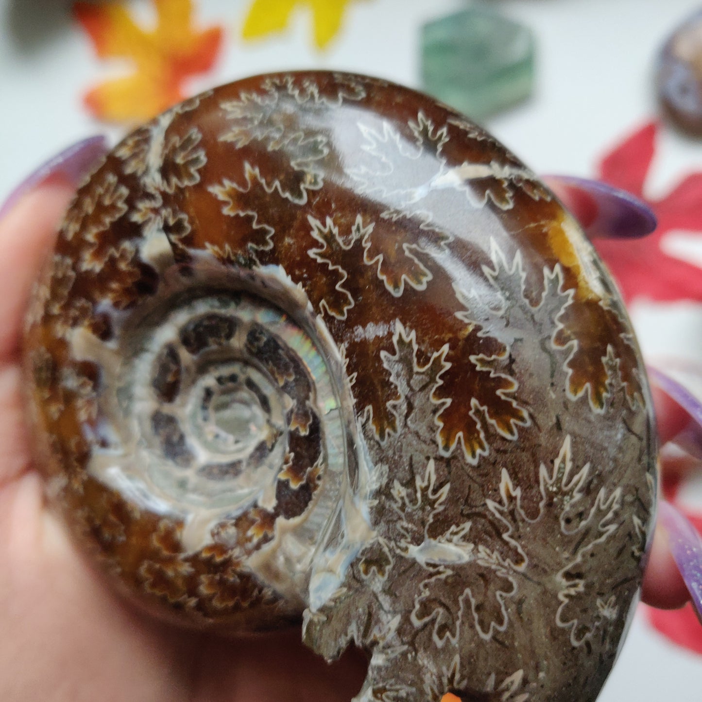 Fully Sutured Chambered Ammonite (#A1)