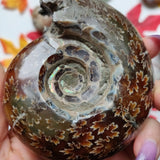 Fully Sutured Chambered Ammonite (#A1)