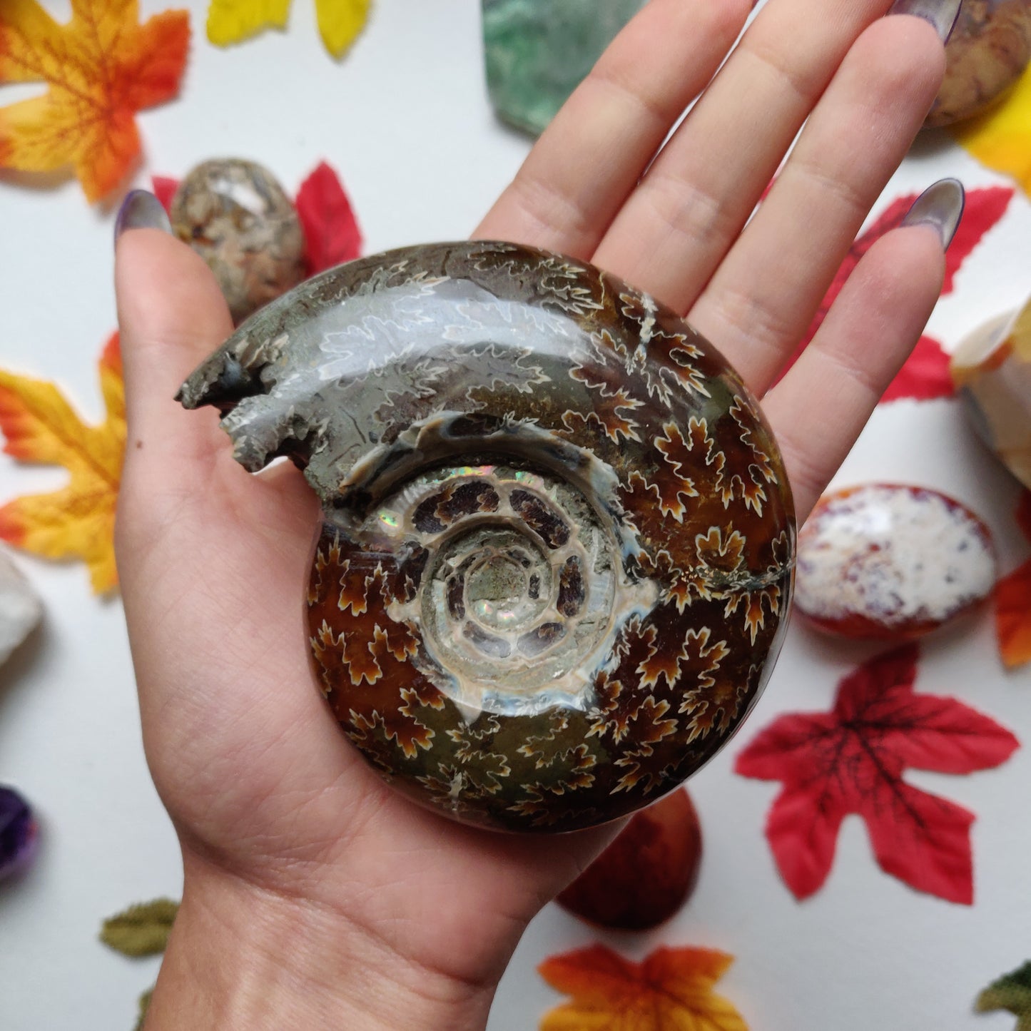 Fully Sutured Chambered Ammonite (#A1)