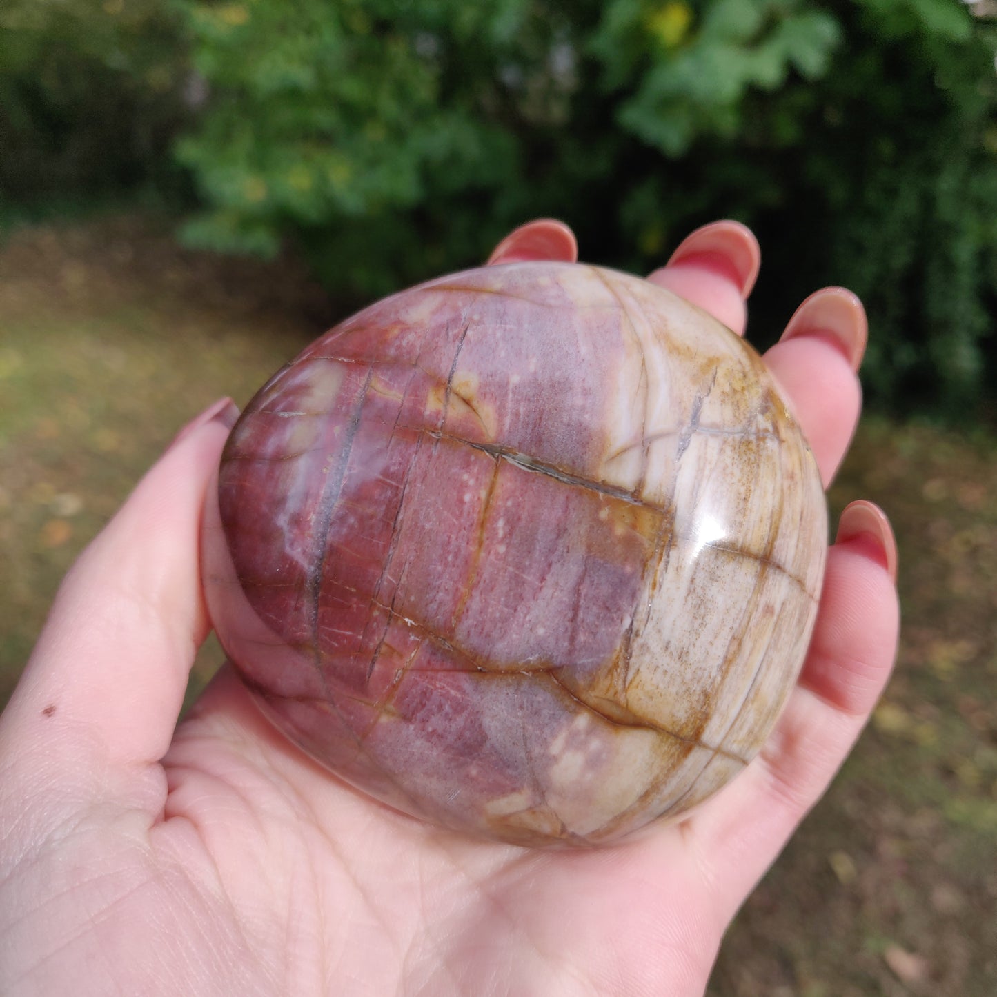 Large Petrified Wood Palm Stone (#1)