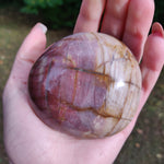 Large Petrified Wood Palm Stone (#1)