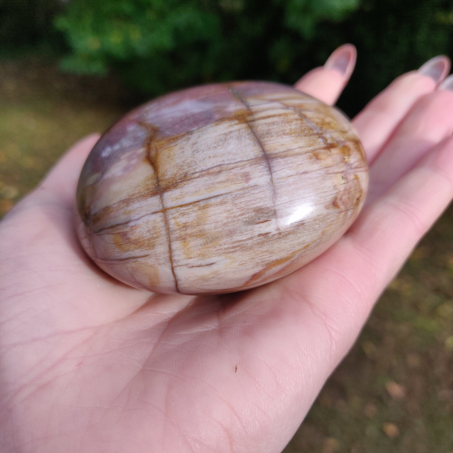 Large Petrified Wood Palm Stone (#1)