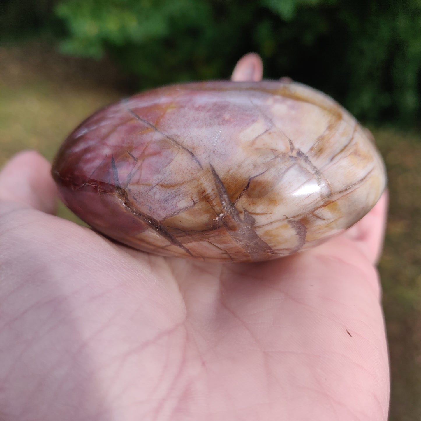 Large Petrified Wood Palm Stone (#1)