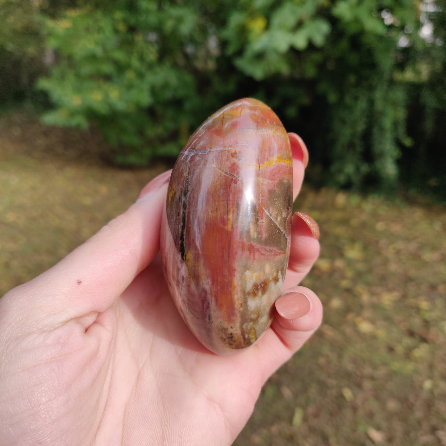 Petrified Wood Palm Stone (#5)